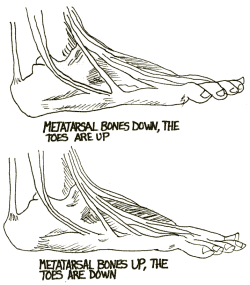 The bones of the feet.