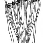 Plantar fascia